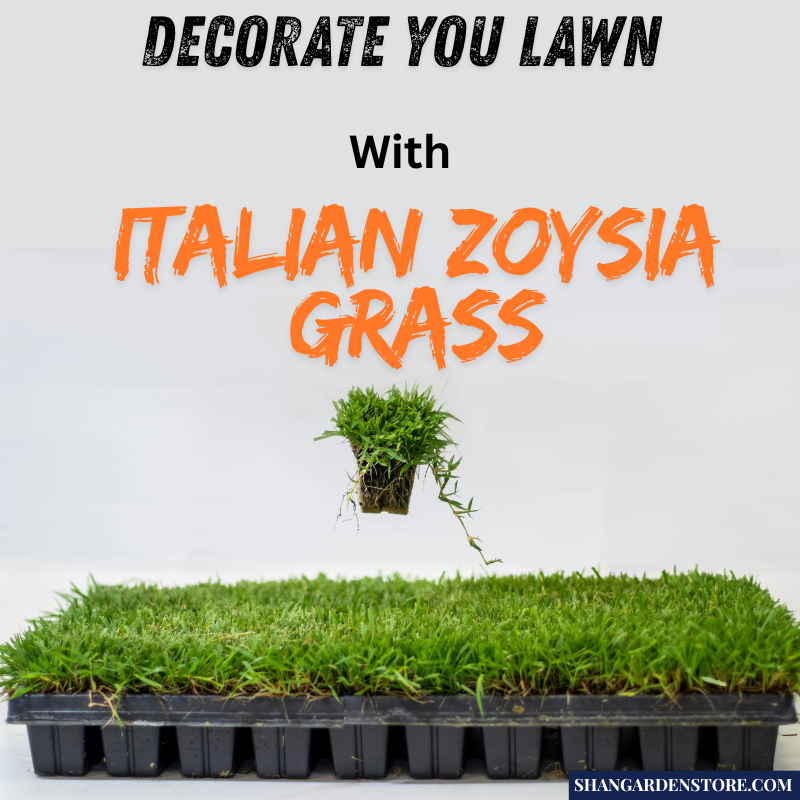 Grass Seeds- Imported Italian Zoysia Grass