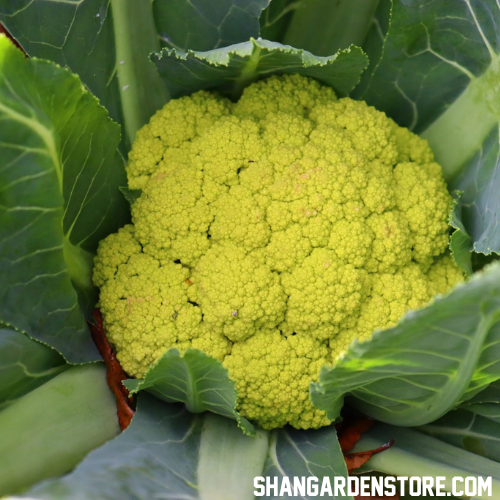 Green Cauliflower (گرین پھول گوبھی) 20 Seeds