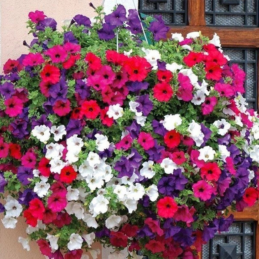 Petunia Hybrida Mix 100+ Seeds