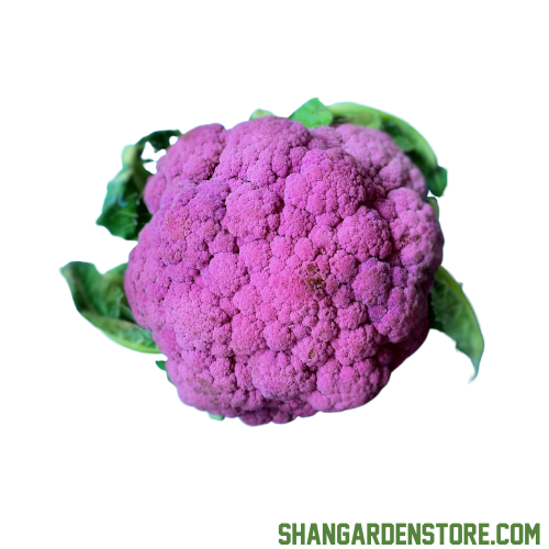 Purple Cauliflower (جامنی پھول گوبھی) - 20 Seeds