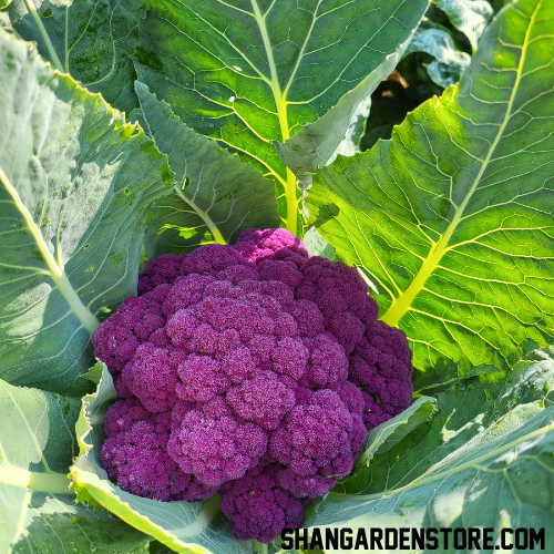 Purple Cauliflower (جامنی پھول گوبھی) - 20 Seeds