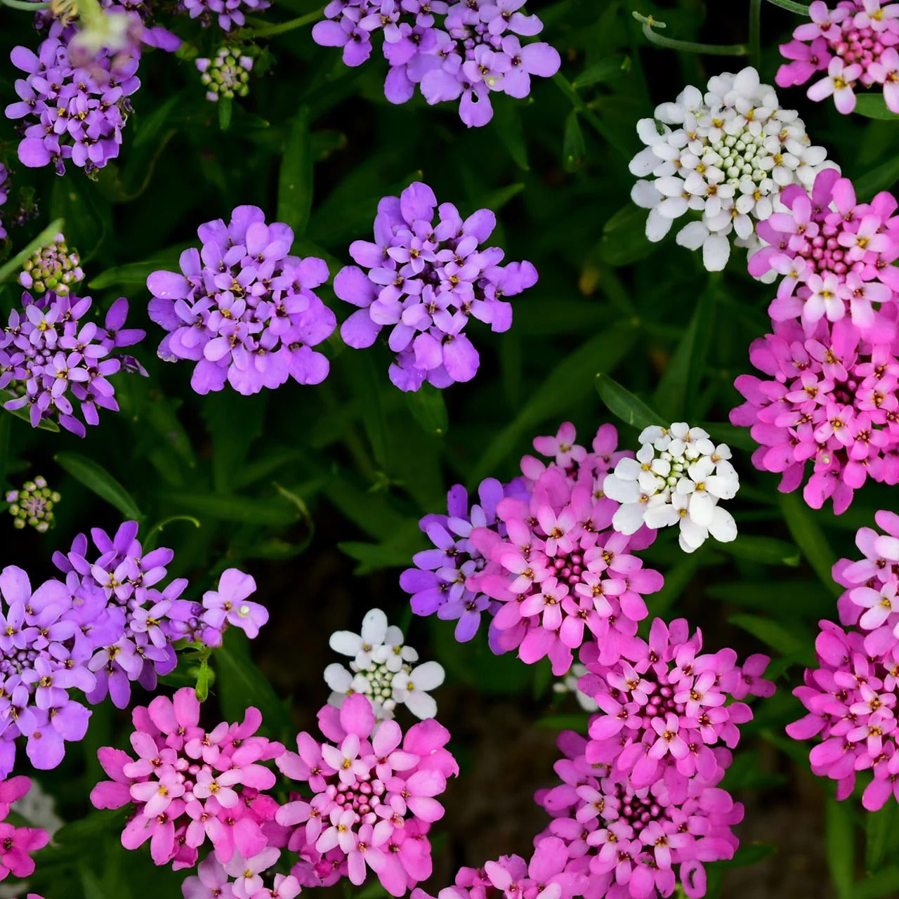 Imported Candytuft Fairy Mix 20+ Seeds