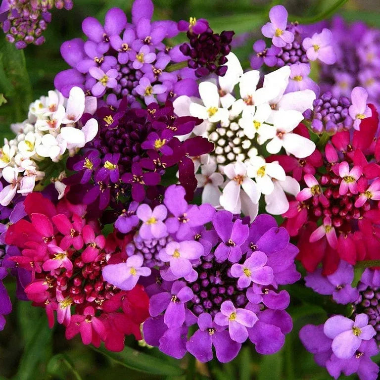 Imported Candytuft Fairy Mix 20+ Seeds