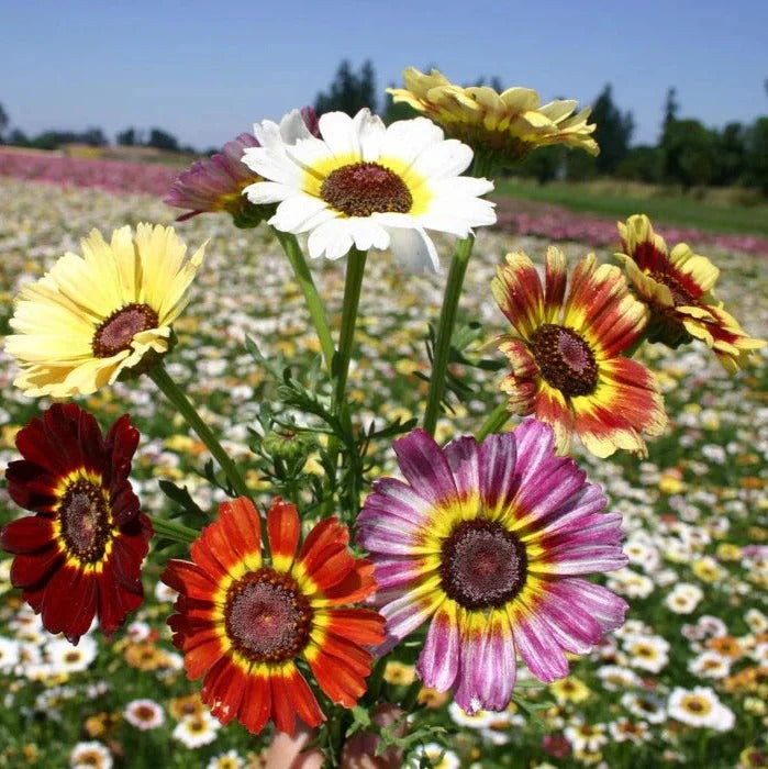 Chrysanthemum Rainbow 20+ Seeds