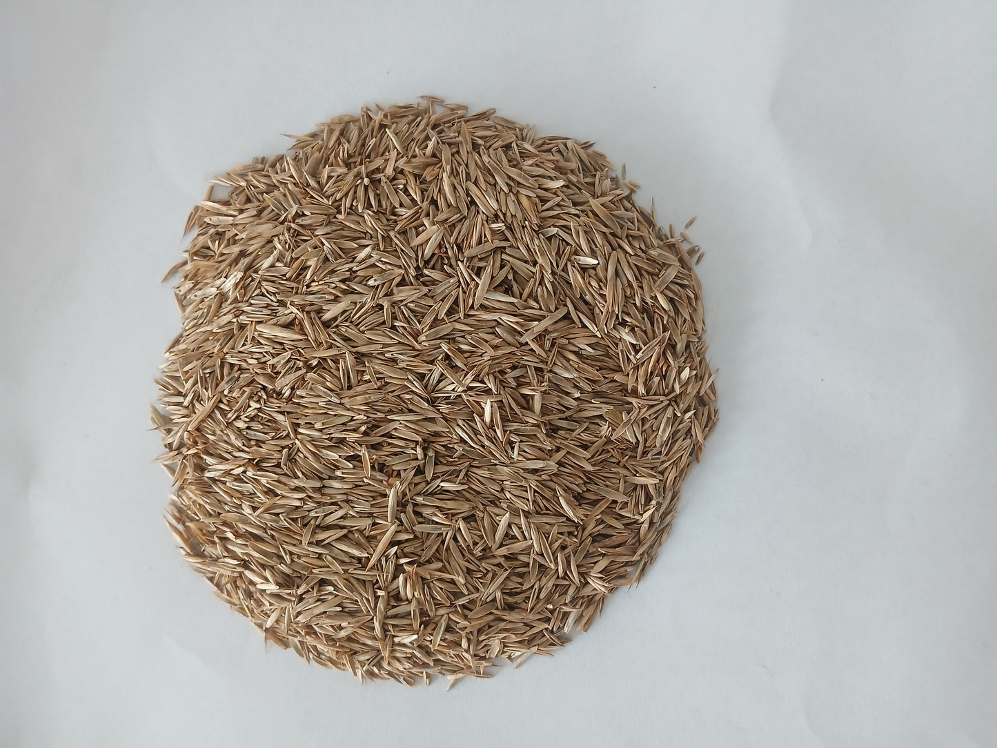 Grass Seeds- Imported Italian Zoysia Grass