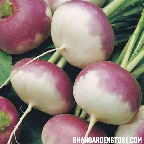 Turnip ( شلجم ) 500+ Seeds