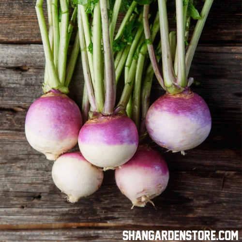 Turnip ( شلجم ) 500+ Seeds