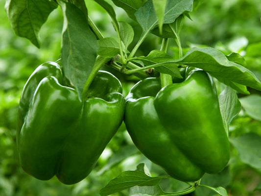 Green Capsicum (شملہ مرچ) 25 Seeds