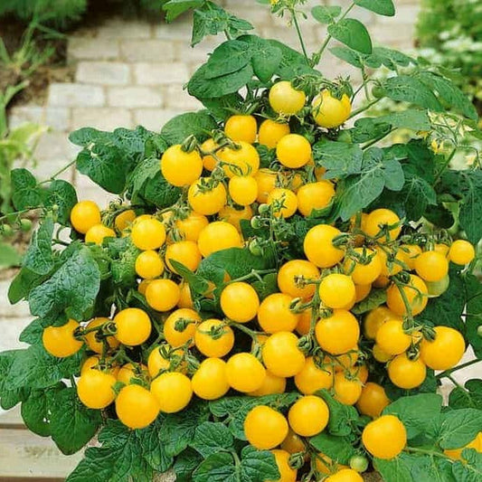Yellow Cherry Tomatoes 10 Seeds