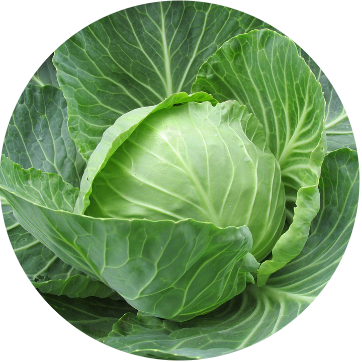 Close-up of a green cabbage with a white background