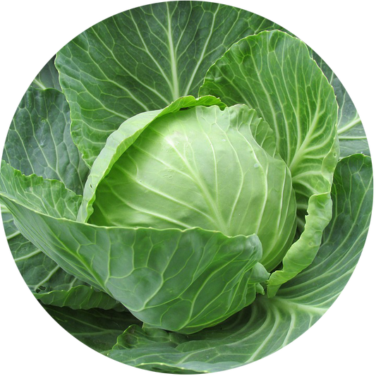 Close-up of a green cabbage with a white background