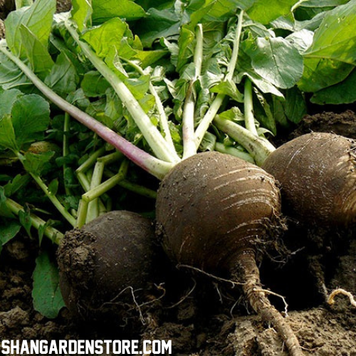 Black Radish ( کالی مولی) 25+ Seeds