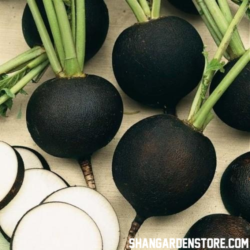 Black Radish ( کالی مولی) 25+ Seeds
