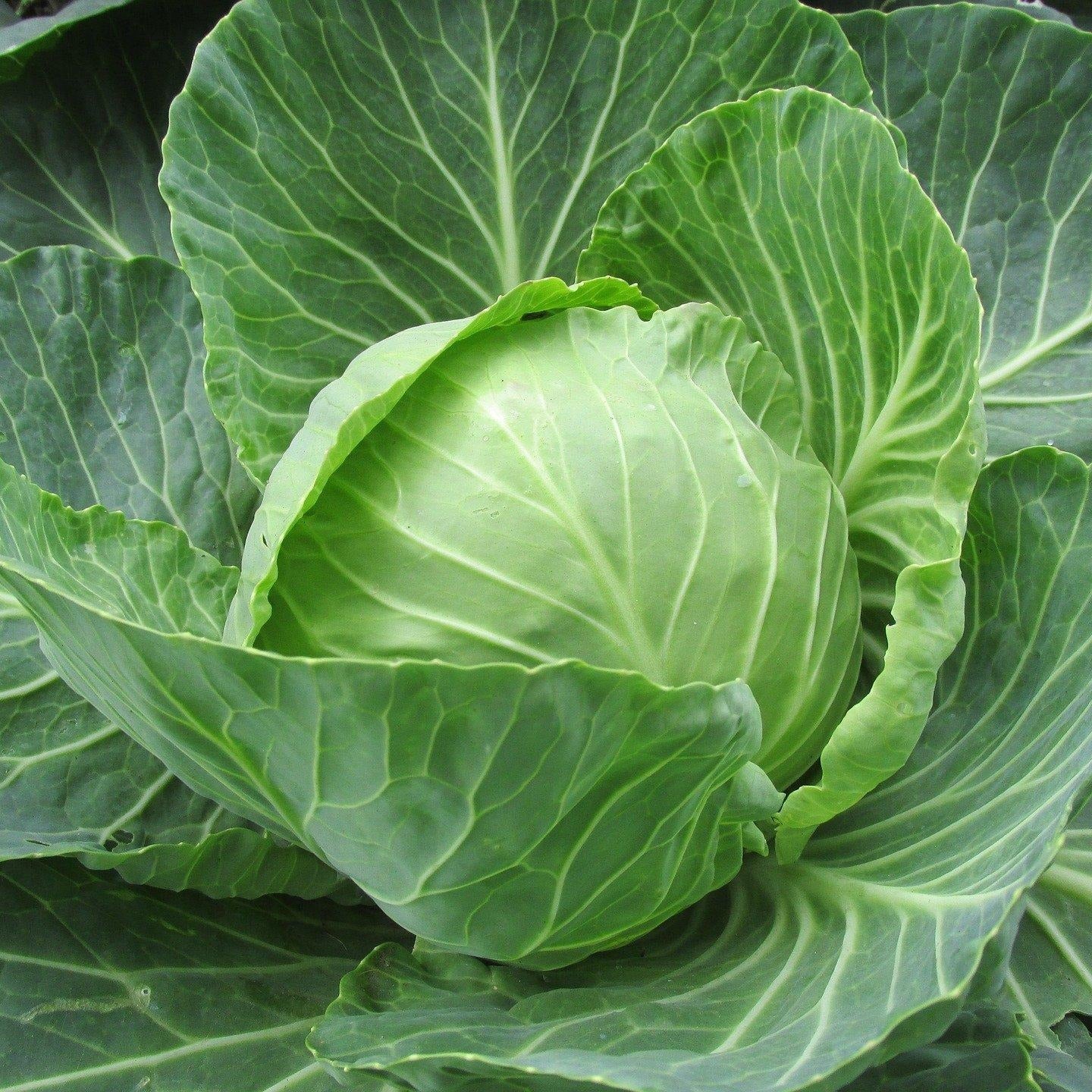 Close-up of a green cabbage head surrounded by leaves