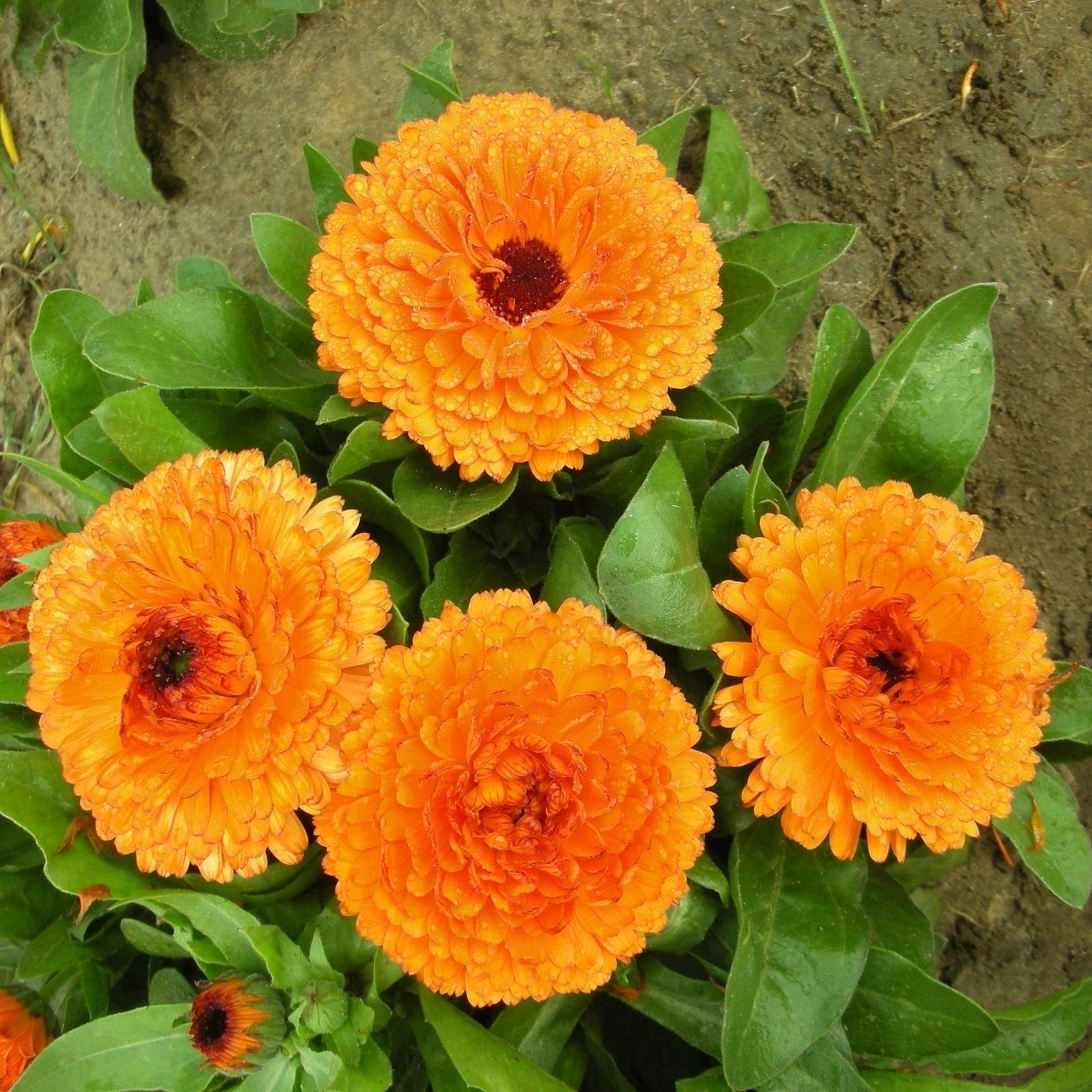 Bouquet of bright orange calendula flowers with green leaves on a sandy background