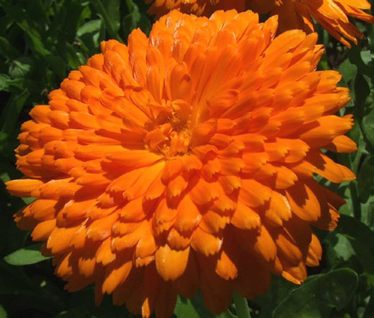 Close-up of an orange Calendula flower with green leaves in the background