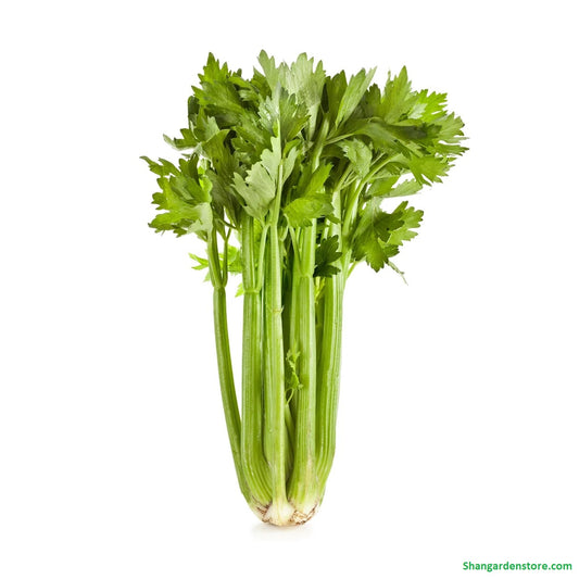 Leaf celery 100++ Seeds