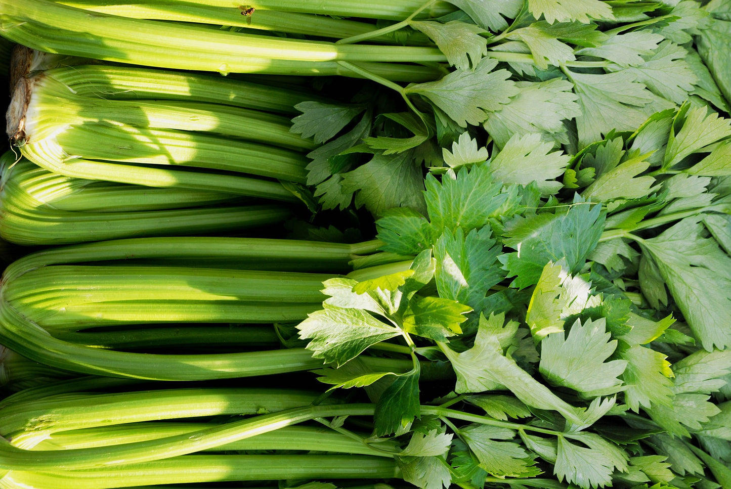 Leaf celery 100++ Seeds