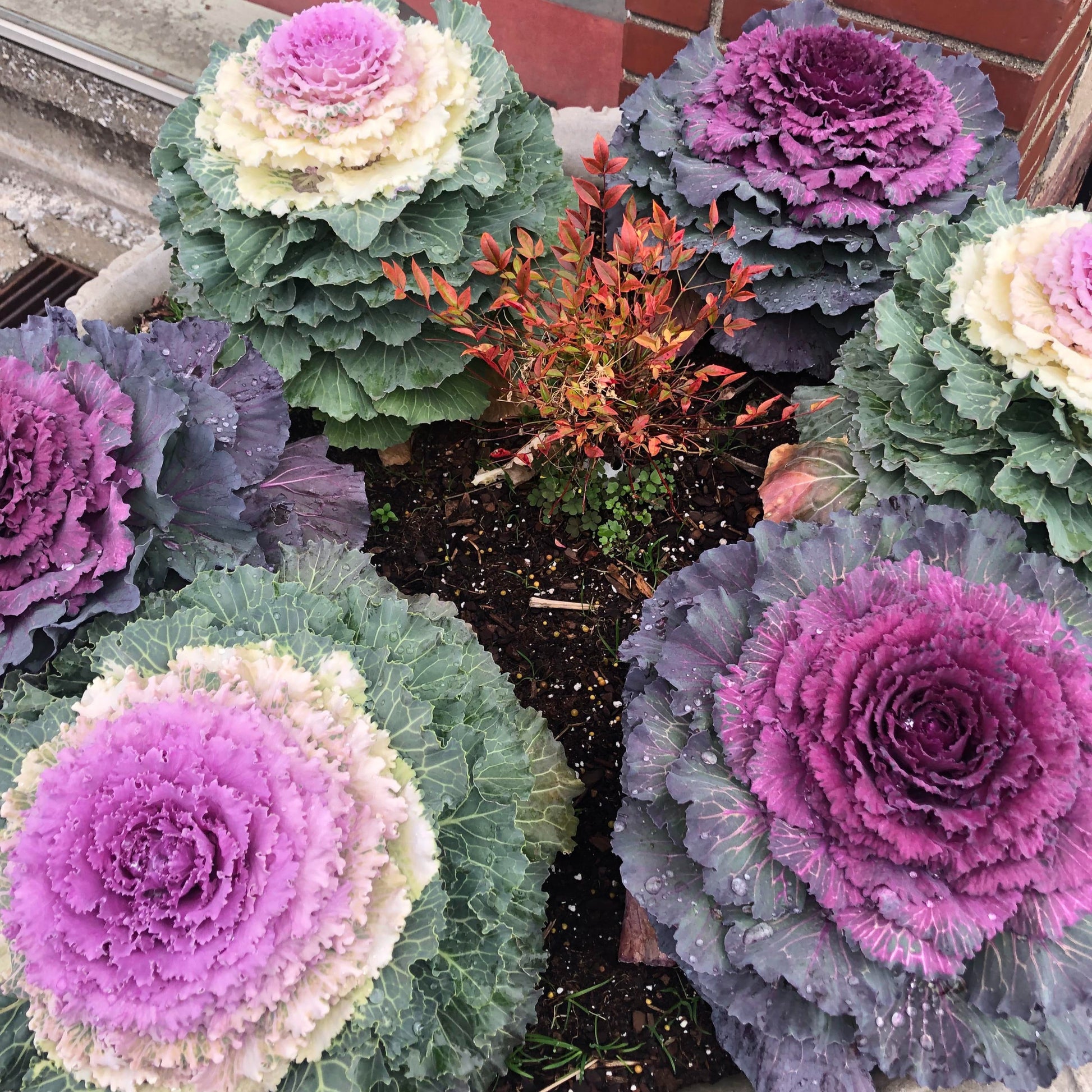 Colorful ornamental kale plants in a garden setting with a brick wall in the background.
