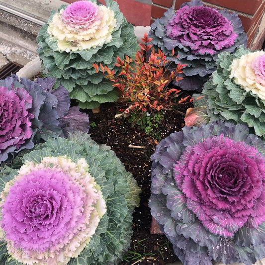 Colorful ornamental kale plants in a garden setting with a brick wall in the background.