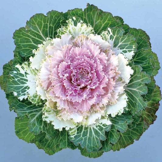 Ornamental cabbage with pink and white center and green leaves on a light blue background