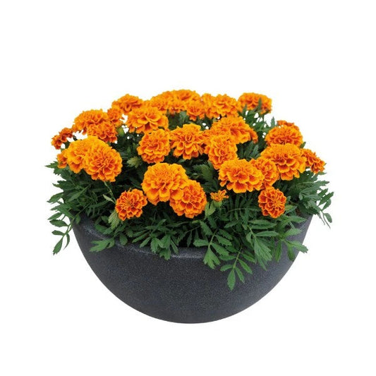 French Marigold Orange Dwarf 20+ Seeds