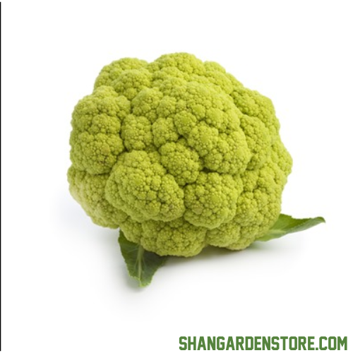 Green Cauliflower (گرین پھول گوبھی) 20 Seeds