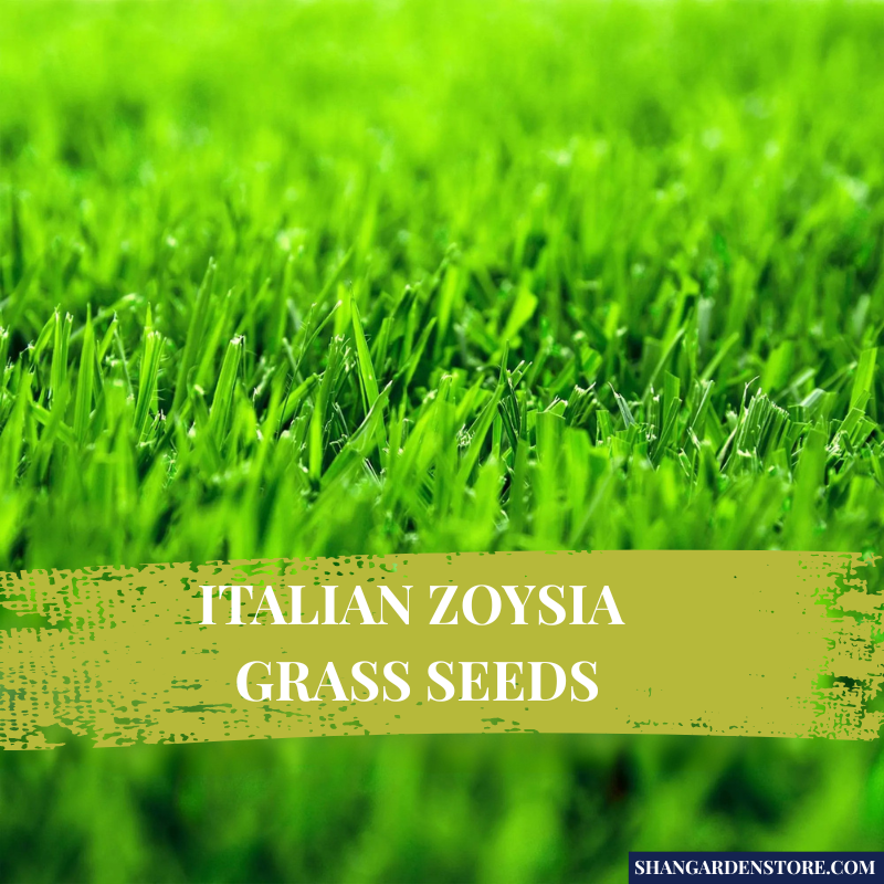Grass Seeds- Imported Italian Zoysia Grass