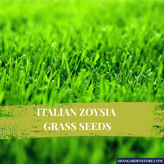 Grass Seeds- Imported Italian Zoysia Grass