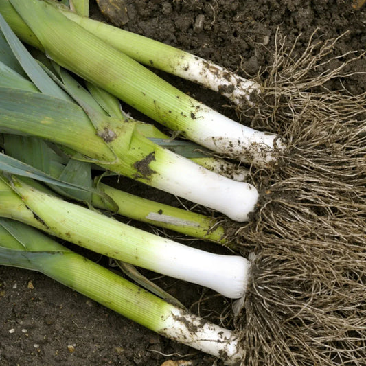 Leek Salad (لیک سلاد) 30+ Seeds