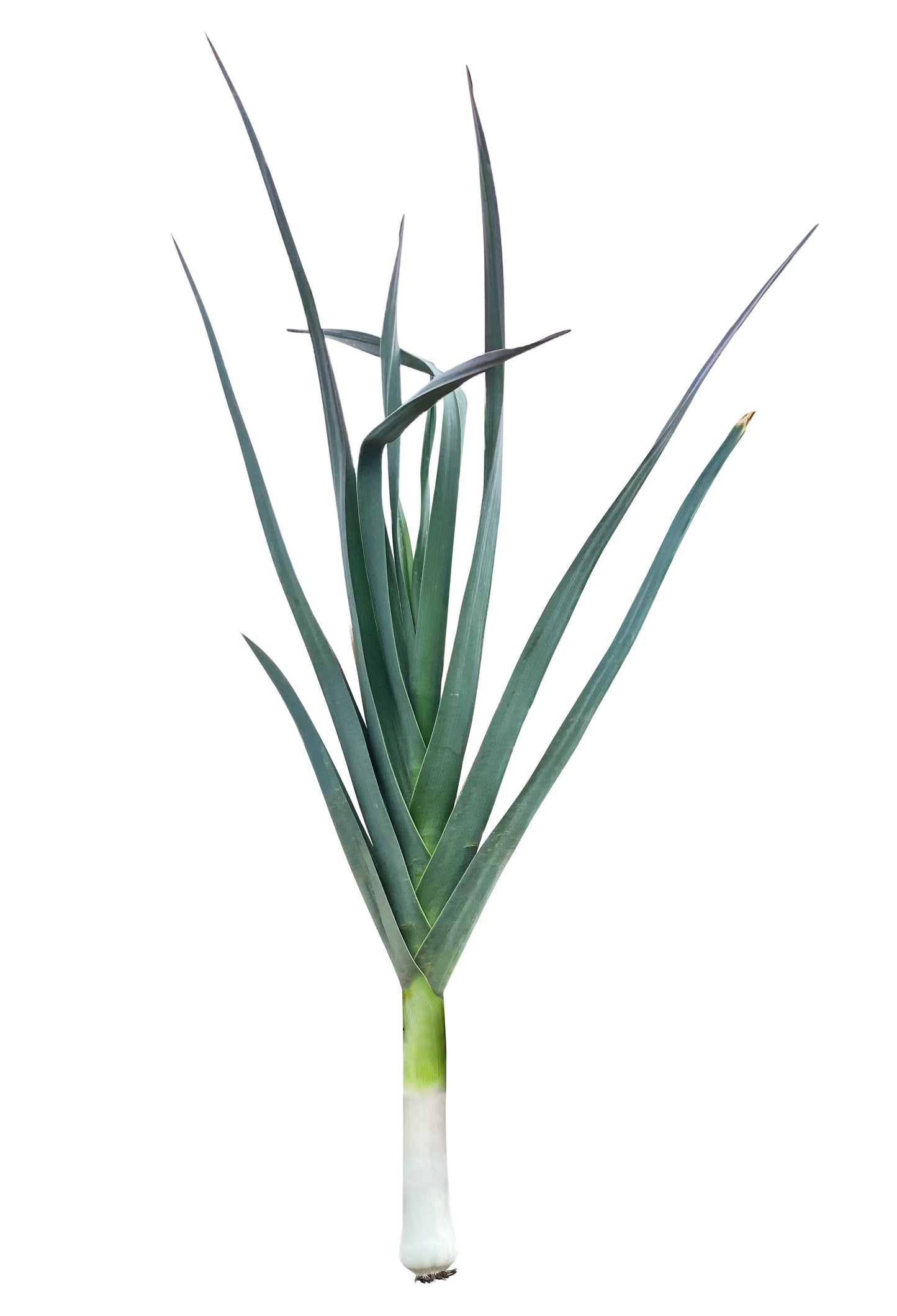 Leek Salad (لیک سلاد) 30+ Seeds