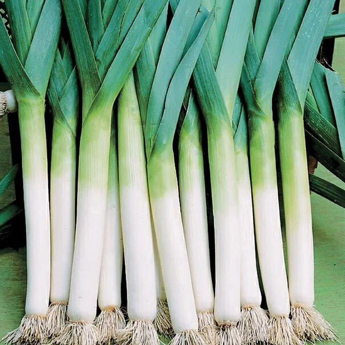 Leek Salad (لیک سلاد) 30+ Seeds