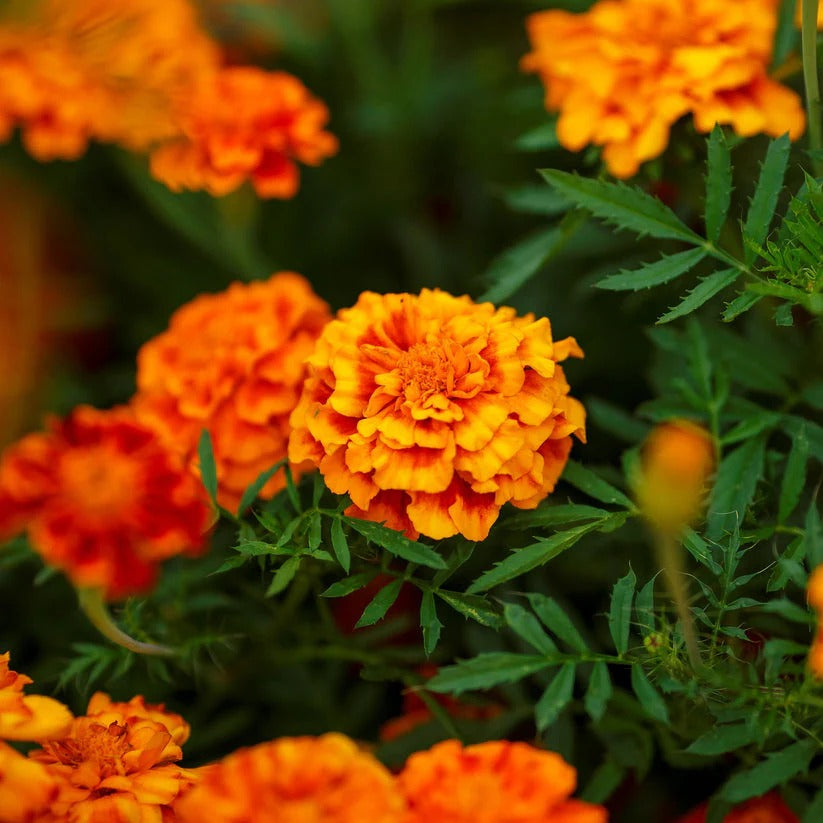 French Marigold Orange Dwarf 20+ Seeds