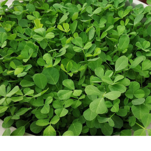 Fenugreek (Methi میتھی ) 500+ Seeds