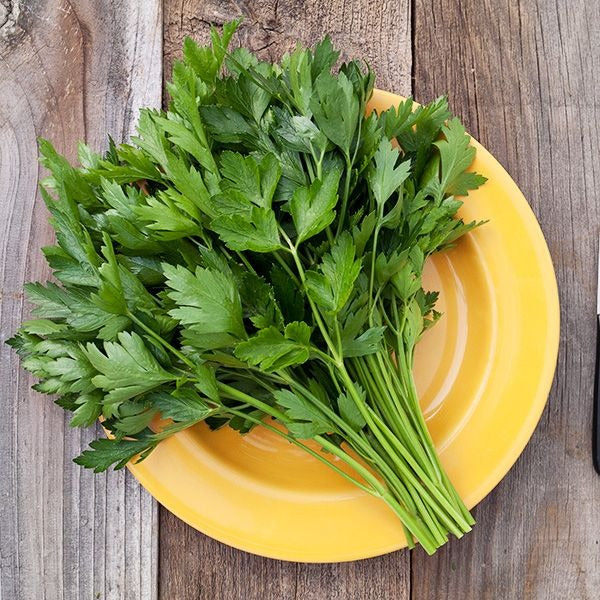 Bunch of fresh green parsley on a yellow plate against a wooden background with (shangardenstore) branding.