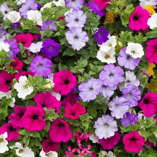 Petunia Hybrida Mix 100+ Seeds