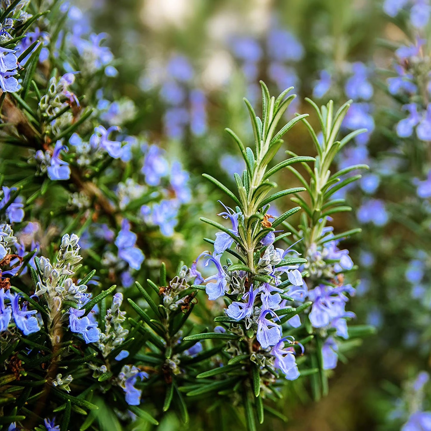 Rosemary 30+ Seeds