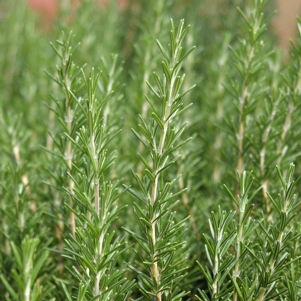 Rosemary 30+ Seeds