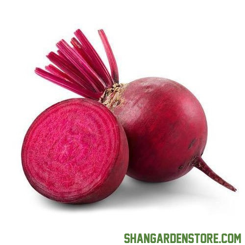 Beet Root 60+ Seeds - (چقندر)