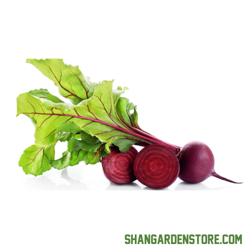 Beet Root 60+ Seeds - (چقندر)