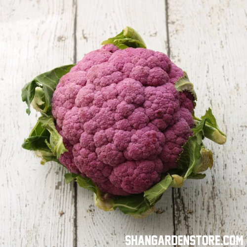 Purple Cauliflower (جامنی پھول گوبھی) - 20 Seeds
