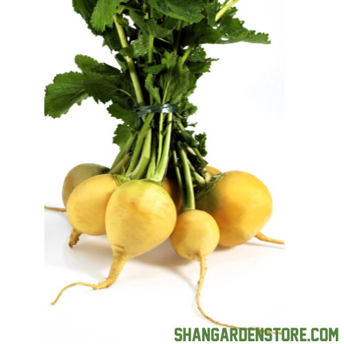 Golden Turnip ( سنہری شلجم ) 200+ Seeds