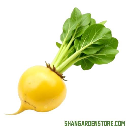Golden Turnip ( سنہری شلجم ) 200+ Seeds