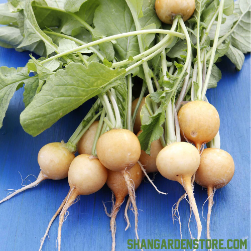 Golden Turnip ( سنہری شلجم ) 200+ Seeds
