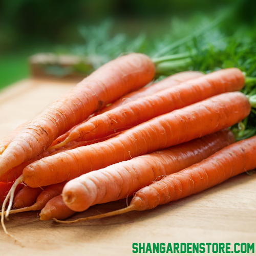 Red Carrot 300+ Seeds / سرخ گاجر کے بیج