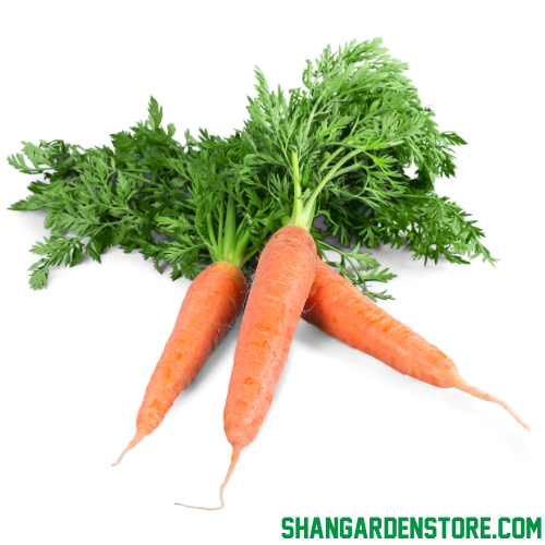Red Carrot 300+ Seeds / سرخ گاجر کے بیج