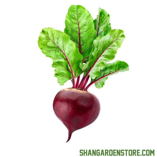 Beet Root 60+ Seeds - (چقندر)