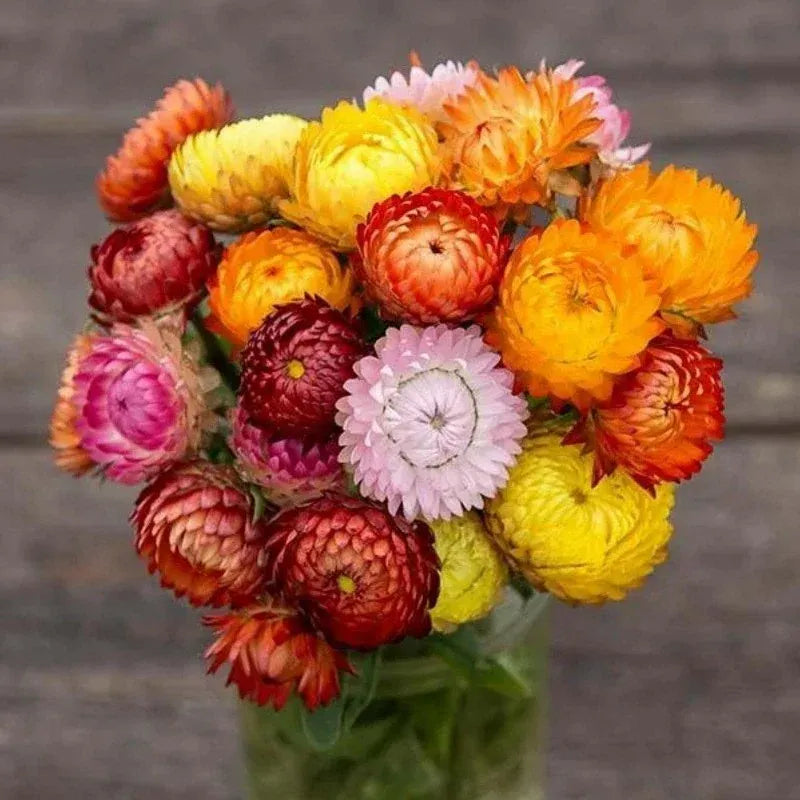 Strwaw Flower 30+ Seeds