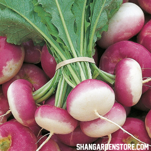 Turnip ( شلجم ) 500+ Seeds