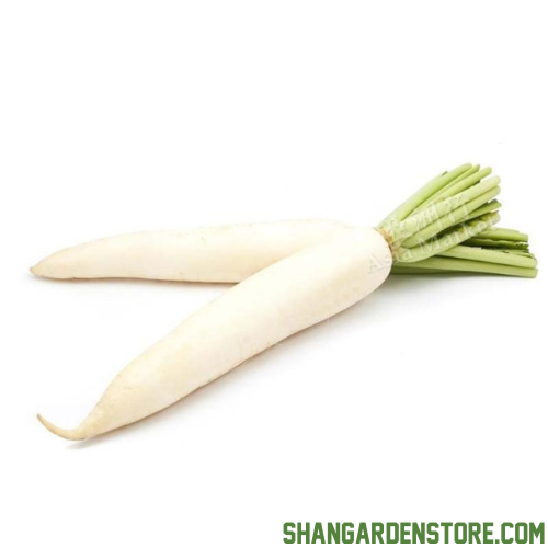 White Radish (سفید مولی) 100+ Seeds